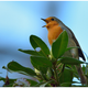 Illustration for article titled The Surprising, Depressing Reason Why City-Dwelling Robins Sing At Night